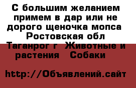 С большим желанием примем в дар или не дорого щеночка мопса  - Ростовская обл., Таганрог г. Животные и растения » Собаки   